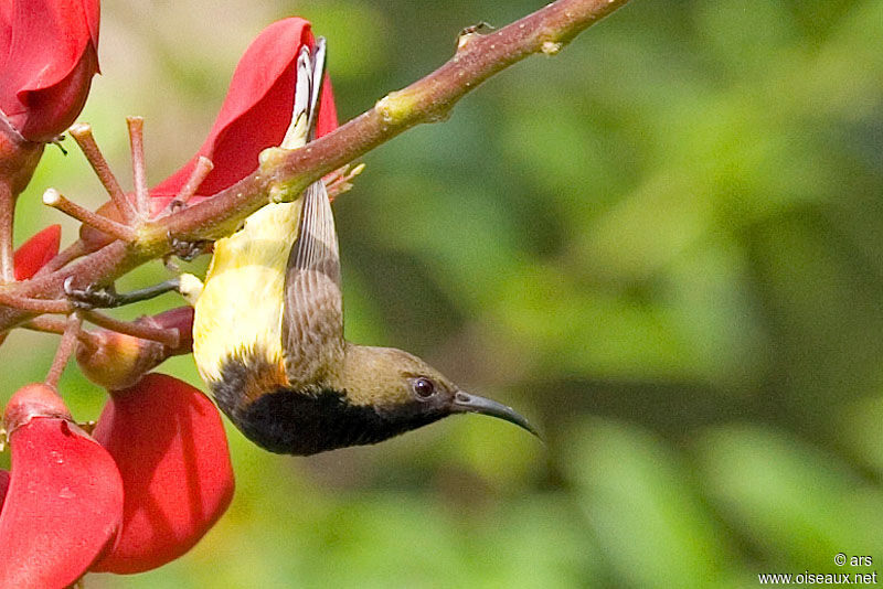 Souimanga orné, identification