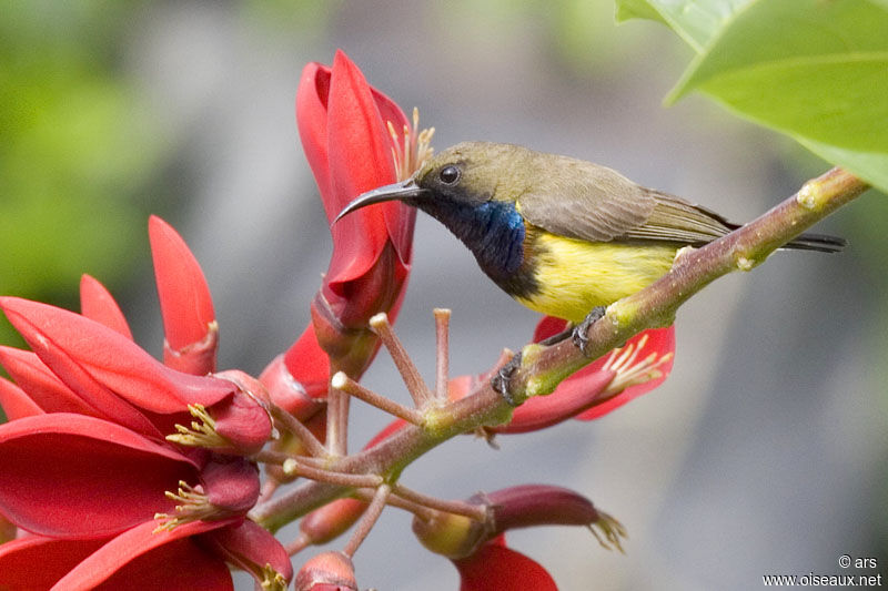 Ornate Sunbird, identification