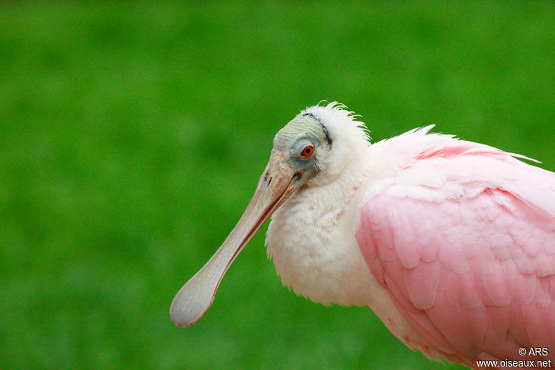 Roseate Spoonbill, identification