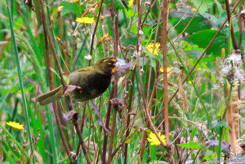 Sporophile grand-chanteur mâle adulte, identification