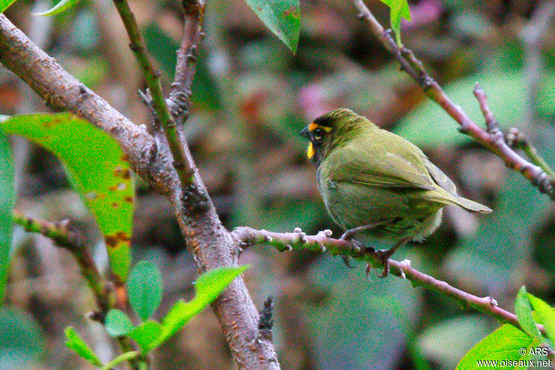 Yellow-faced Grassquit male adult, identification