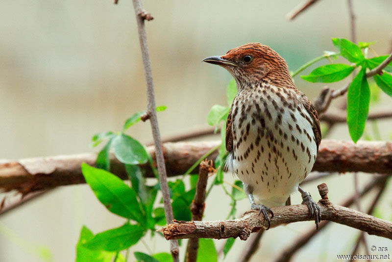 Spréo améthyste femelle, identification