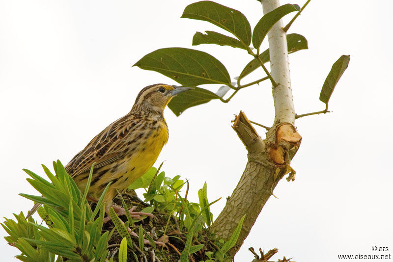 Eastern Meadowlark, identification