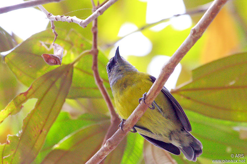 Sucrier à ventre jaune, identification