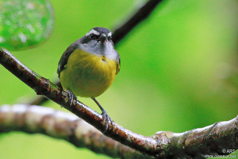 Sucrier à ventre jaune, identification