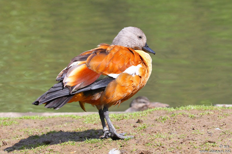 Tadorne à tête grise mâle adulte, identification