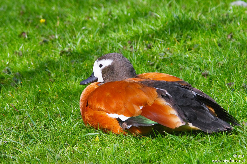 South African Shelduck female adult, identification