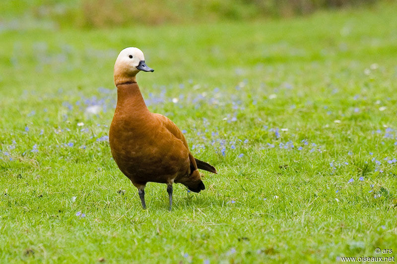 Tadorne casarca, identification