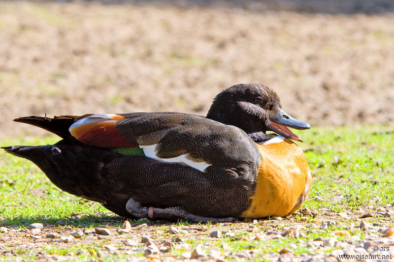 Tadorne d'Australie, identification