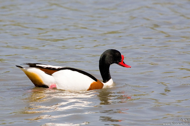 Common Shelduck, identification