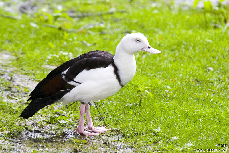 Radjah Shelduck, identification