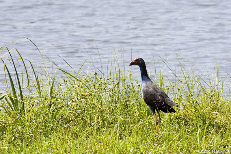 Grey-headed Swamphen, identification