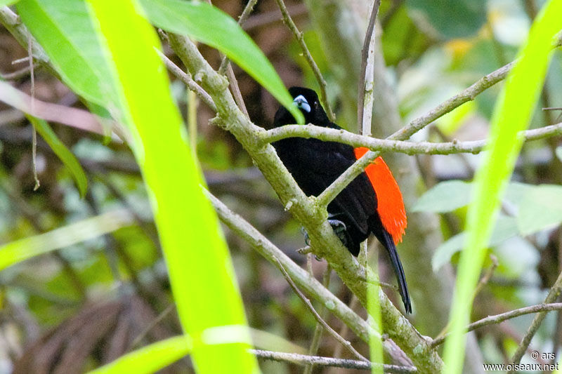 Tangara à croupion rouge, identification