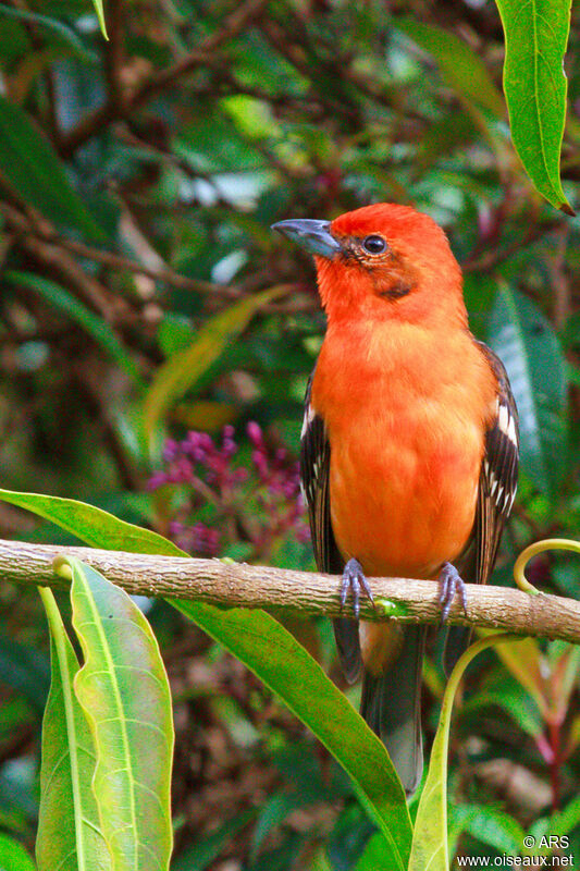 Flame-colored Tanager male adult, identification