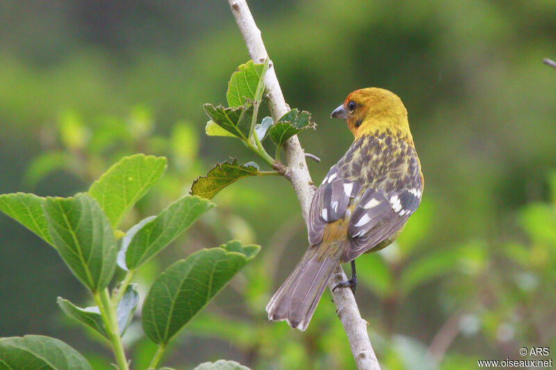 Tangara à dos rayé femelle adulte, identification