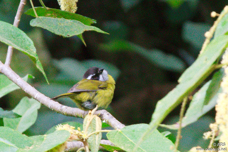 Sooty-capped Chlorospingus, identification