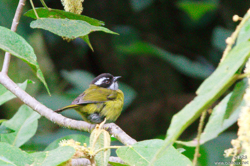 Sooty-capped Chlorospingus, identification