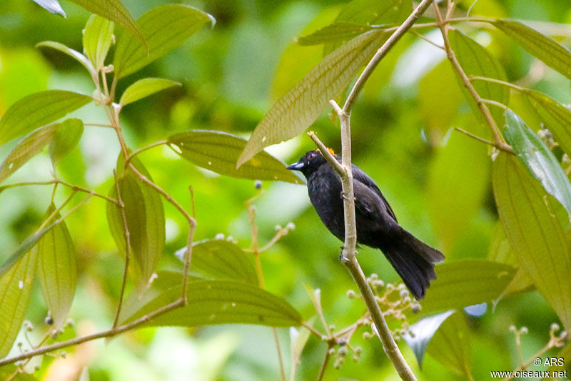 Tangara de Delattre, identification