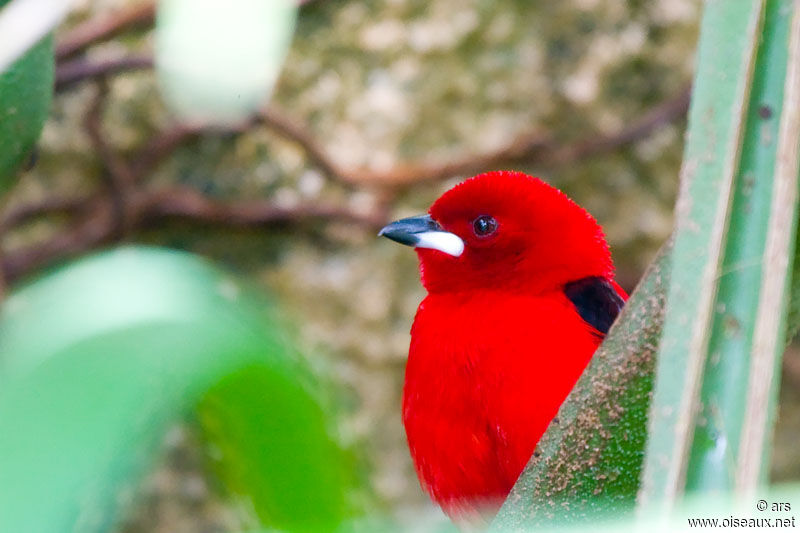 Tangara du Brésil, identification