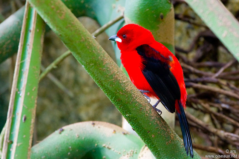 Brazilian Tanager, identification