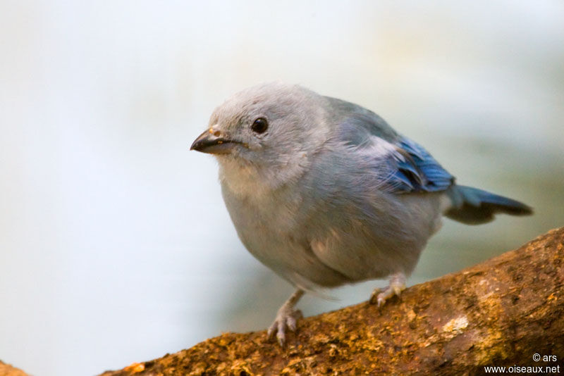 Blue-grey Tanager, identification