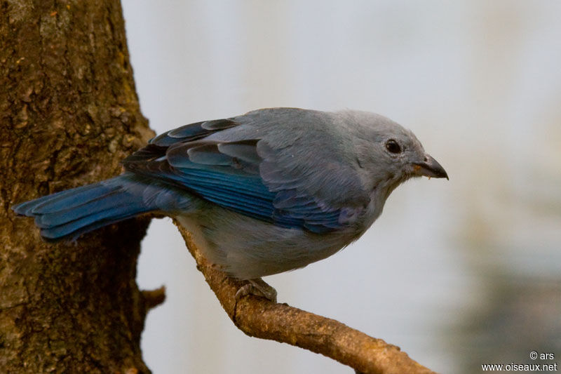 Blue-grey Tanager, identification