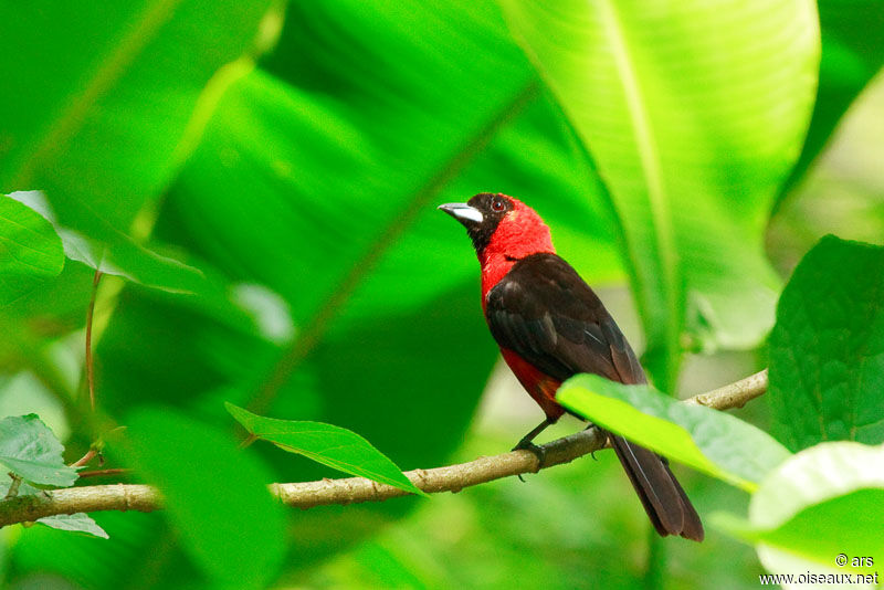 Masked Crimson Tanager, identification