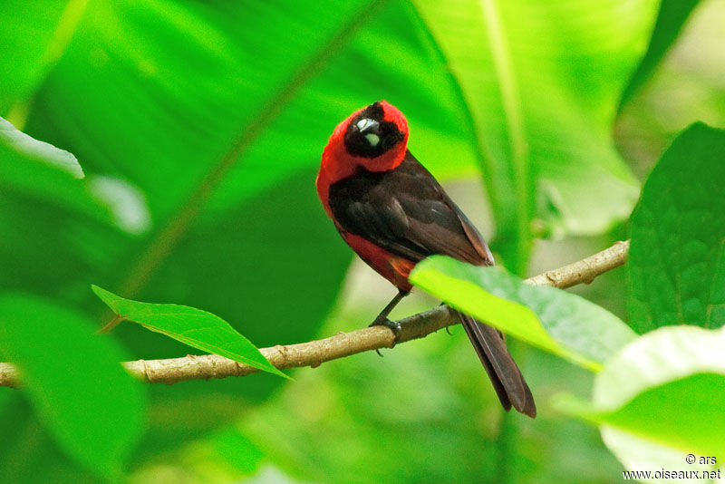 Masked Crimson Tanager, identification