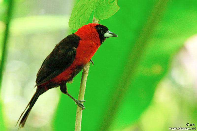 Tangara masqué, identification