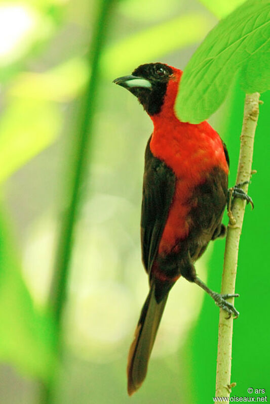 Masked Crimson Tanager, identification