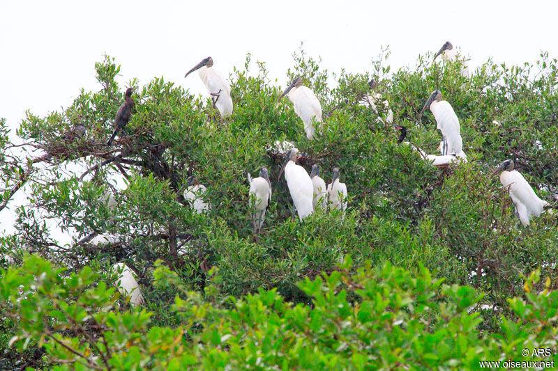 Wood Stork, identification