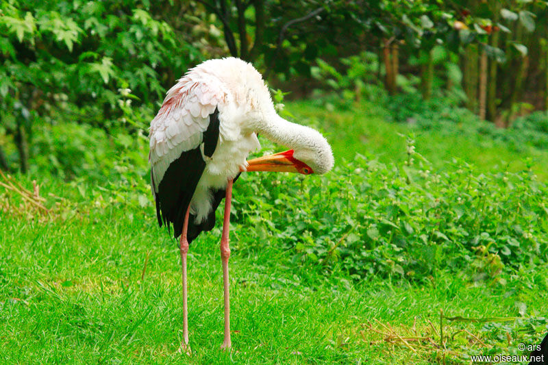 Tantale ibis, identification