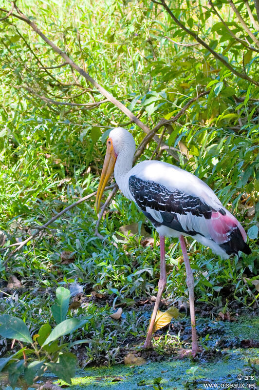 Tantale indien, identification