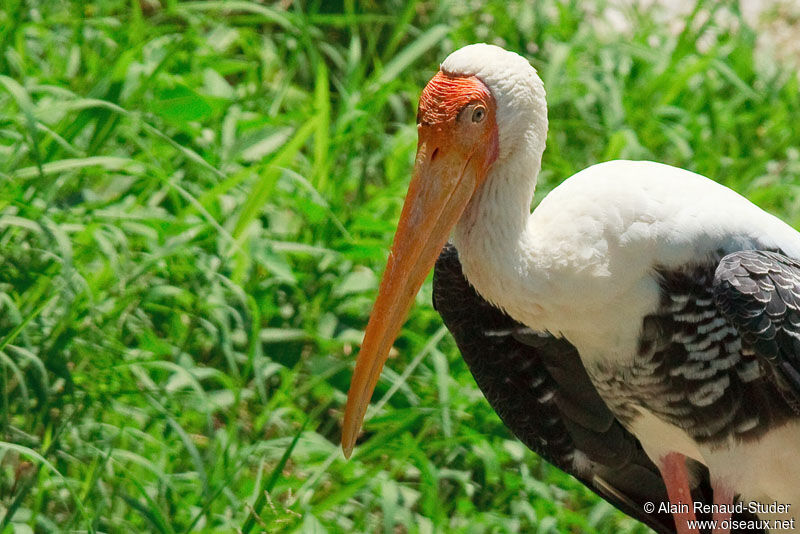 Painted Stork, identification