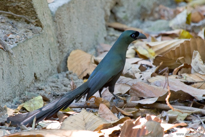 Racket-tailed Treepie, identification