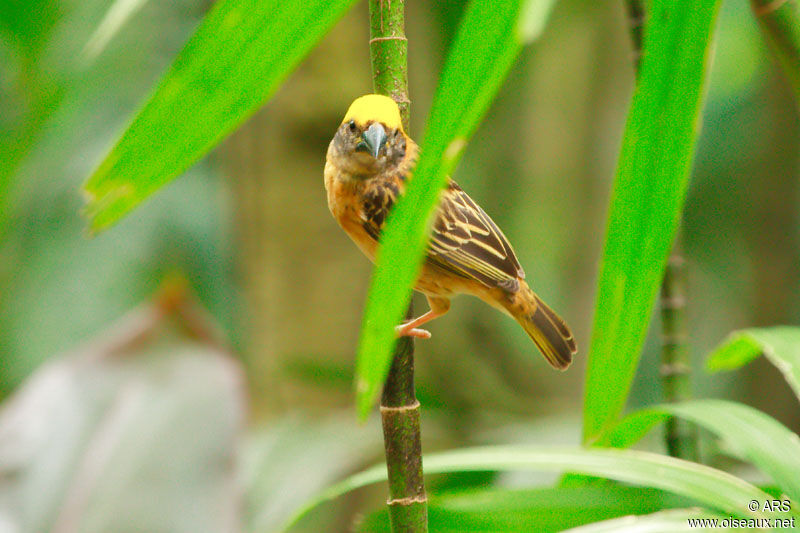 Tisserin baya, identification