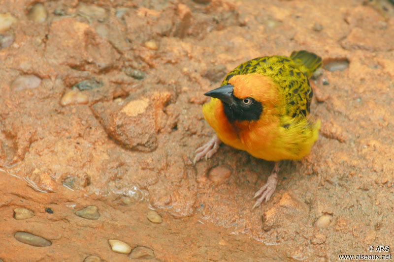 Tisserin de Speke, identification