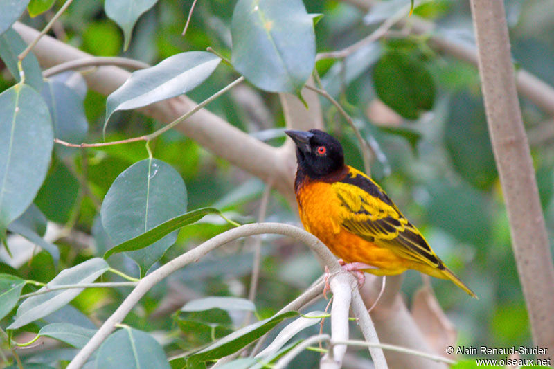 Village Weaver, identification