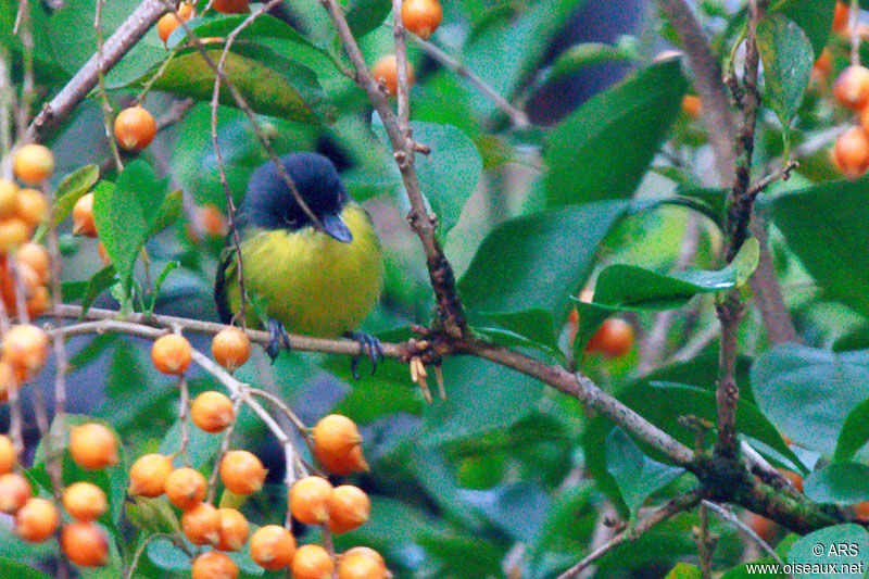 Common Tody-Flycatcher, identification