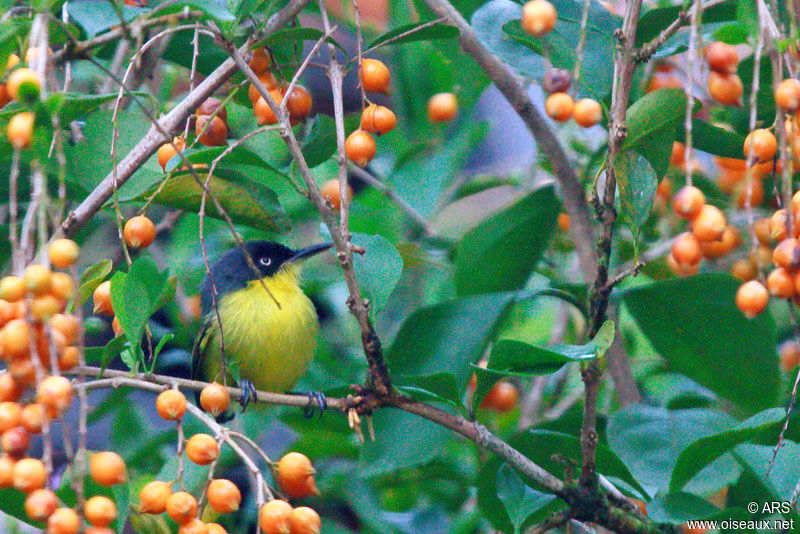 Todirostre familier, identification