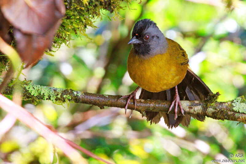 Large-footed Finchadult, close-up portrait