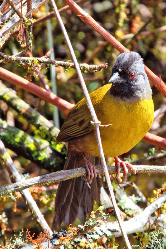 Large-footed Finch, close-up portrait