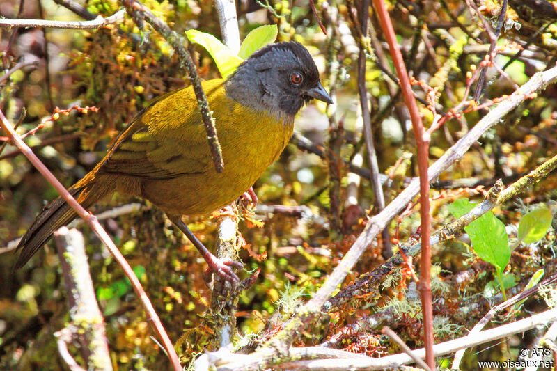 Large-footed Finchadult, close-up portrait