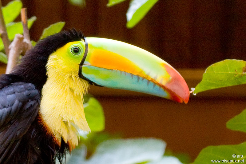 Keel-billed Toucan, identification