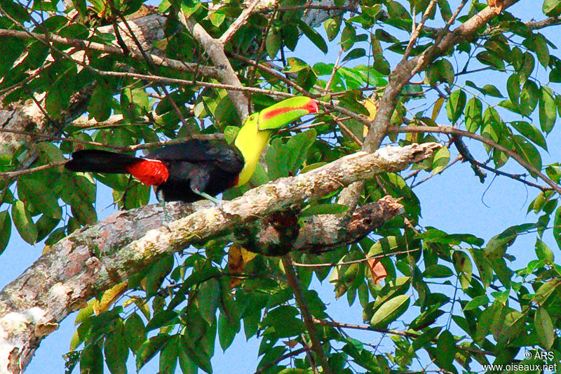 Keel-billed Toucan, identification