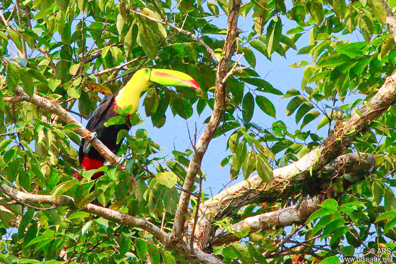 Toucan à carène, identification