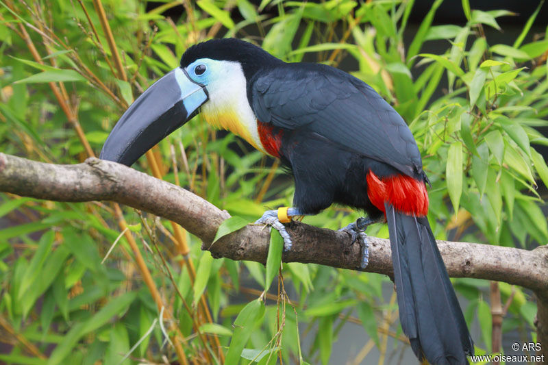 Toucan vitellin, identification