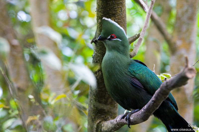 Touraco à bec noir, identification