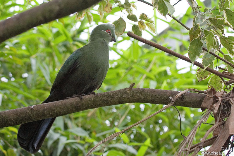 Black-billed Turaco, identification