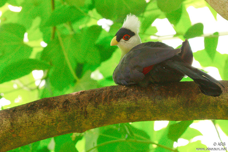 Touraco à huppe blanche, identification